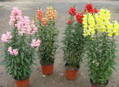 『好看』乡间趣事!开花像“金鱼”,教你这3招,不仅开花好看,一年能开“3次”花