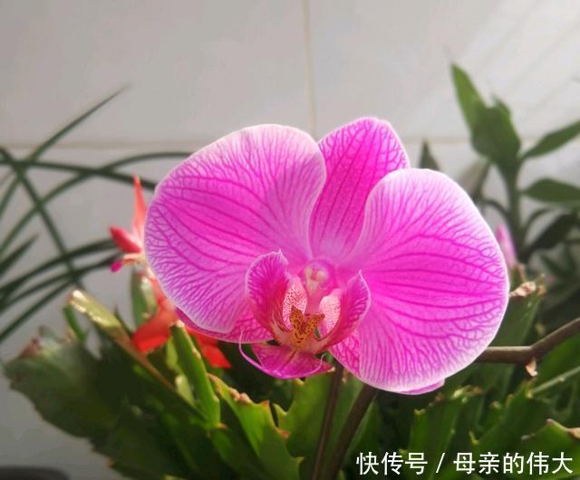 【怕水】蝴蝶兰根系怕水,烂根的蝴蝶兰水培发根快矛盾吗?2个保湿促根法