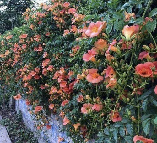  『值得』1种“凌霄花”，养3年枝条变成“4米长”，开花“80朵”，值得养