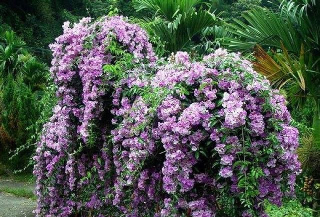  『蒜香藤』这种花半年长2米，花开千朵，没有虫害，超级好养，你养过吗？