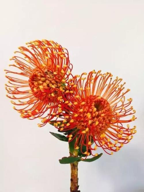 你的星座，配哪种花呢？