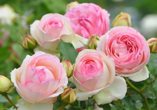  『阳光充足』这5种花，好看又好养，开花艳丽，一年花期200天，家庭盆栽首选