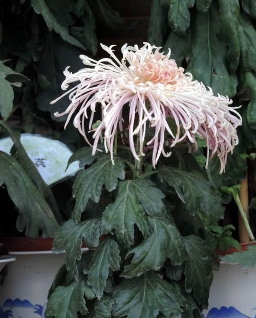  「含蓄」喜欢菊花，首选“珍品名菊”盘龙缤纷，淡淡的紫色，含蓄内敛