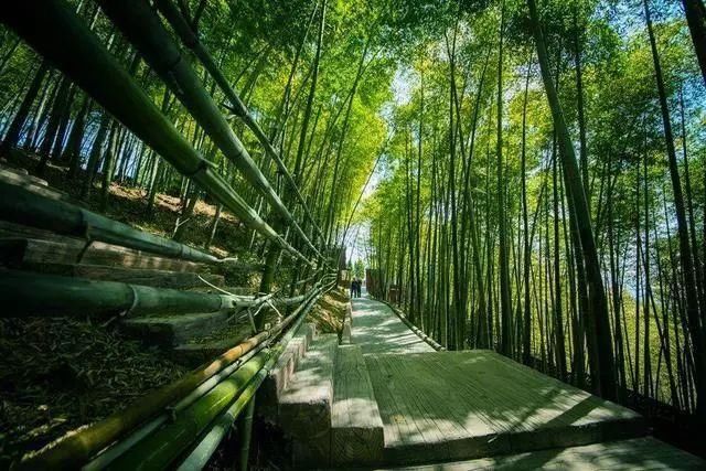 春天就去西九华山、龙津溪地踏青吧 花海、竹林、清泉