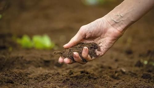  『家里』保持植物健康的5种高效方法，促进家里的花卉孕育花朵