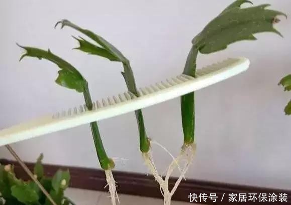  #长寿花#养花技巧：这5种花不用买了，蹭掉的叶子塞盆里，立马又冒一大盆