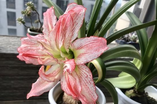  『用温水浇花』温水也可以浇花？浇完就疯长，比施肥还有用！