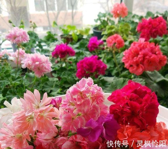  『长寿花』春天快来扦插2种花，剪根枝条插水里，嗖嗖生根，一开花200天