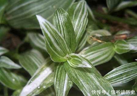  「植物」银线水竹草栽养要点有哪些，这里知道来看看吧