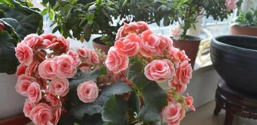 【对光照的需求】11种耐阴花,光不好也能嗖嗖长,开出2米大花墙!