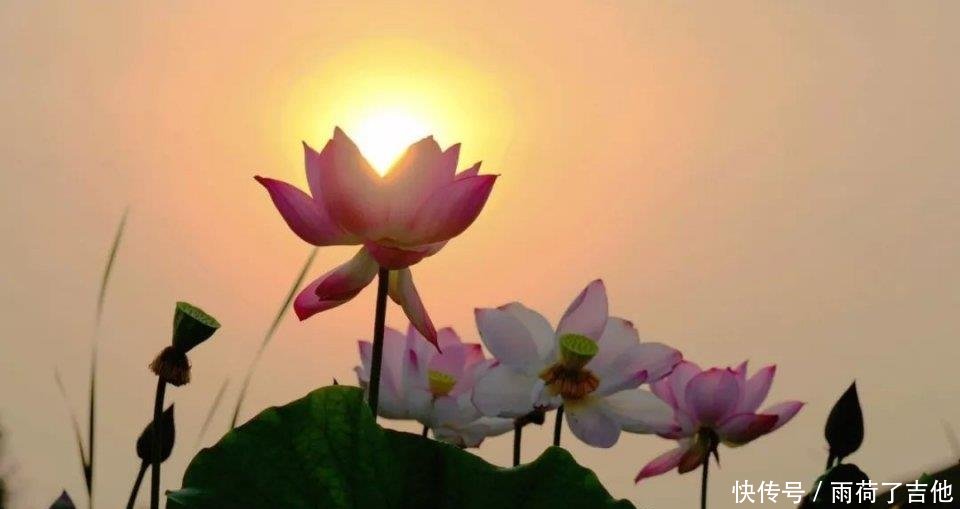 陕西这处千亩荷塘已盛开成海，碧叶连天，人少景美只等你来！