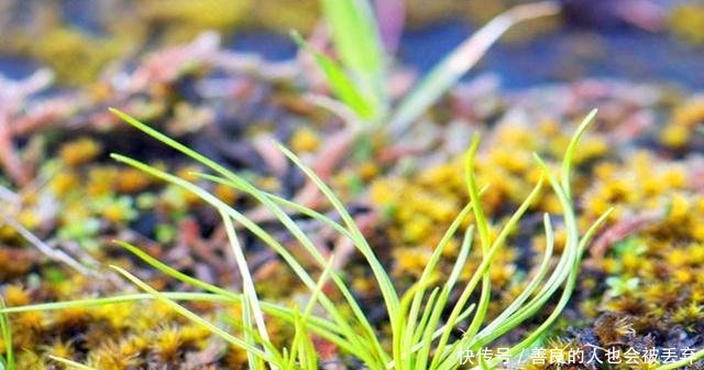 农村这种野草非常稀少，价值很珍贵，你若看到请珍惜保护好它