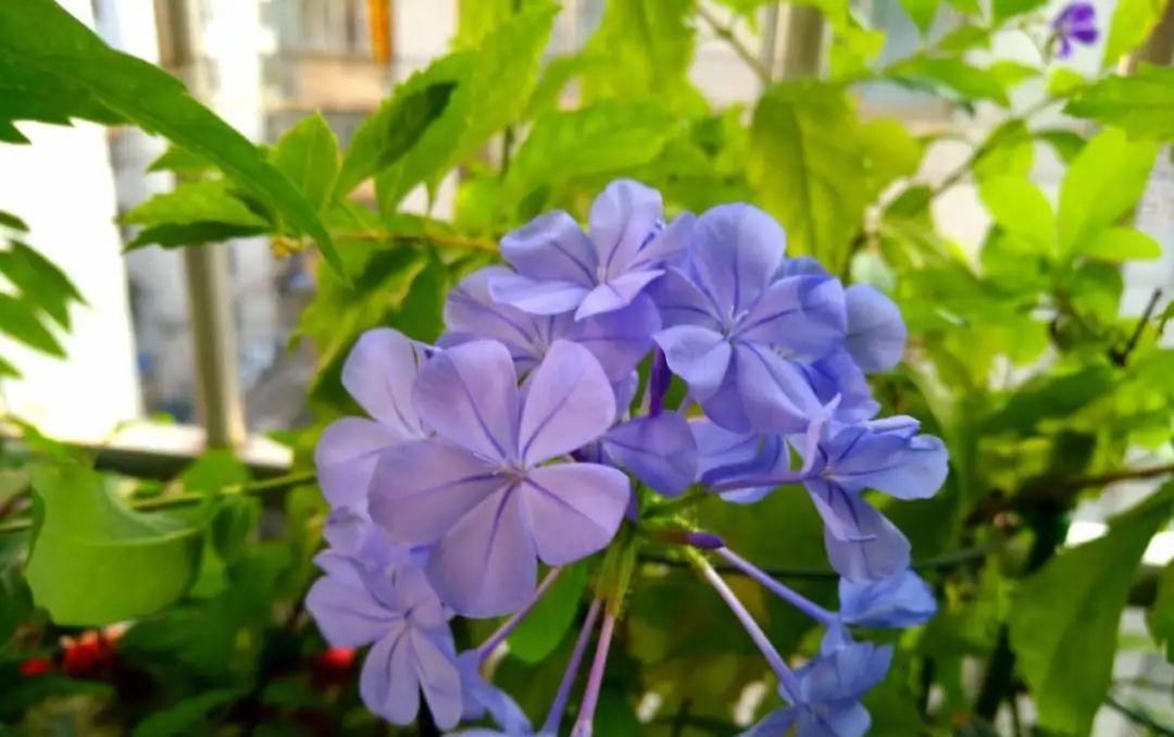  蓝雪■这花春天长最快，俩月爬满一面墙，从3月开到11月！