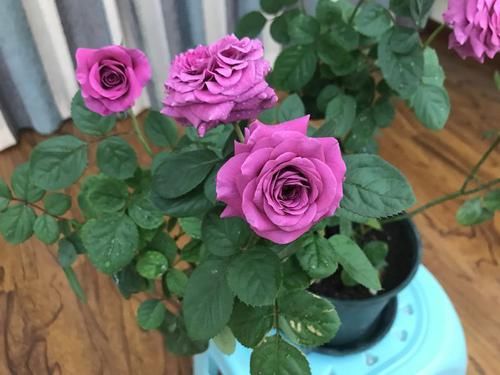  【层层】此种藤本植物，好养易打理，花期超长，层层交叠，美如花海