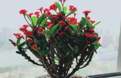 『盆栽』喜欢赏花就选虎刺梅,在家既能盆栽又可地栽,四季花开不停歇