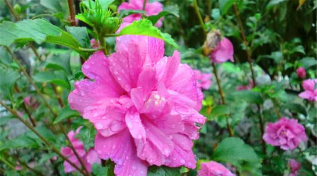  『花卉植物』立夏阶段“花怕热”，种上8种“耐夏花”，都比太阳花美、还好养