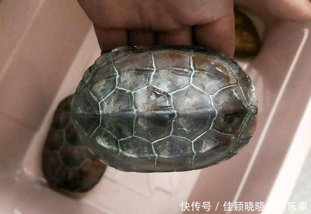  『去钓』我说怎么钓不到鱼呢，全被这些家伙吃完了，钓了三只不认识的乌龟