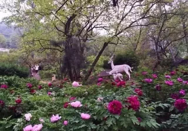 阳春三月,群芳争艳!来看西安这些“花花世界”的最佳踏春赏花指南