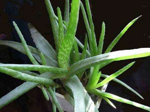 【夏季】芦荟这么浇水,不烂根,不干瘪,又绿又肥,新芽直冒!
