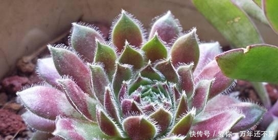 『地方养护』8月份,可养“8种花”,随便晒、随便养就长爆盆,花儿朵朵开不停