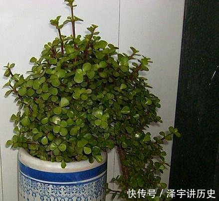  条件■大妈养一株“象鼻”盆景, 从没人要变“万元级”, 才花3个月!