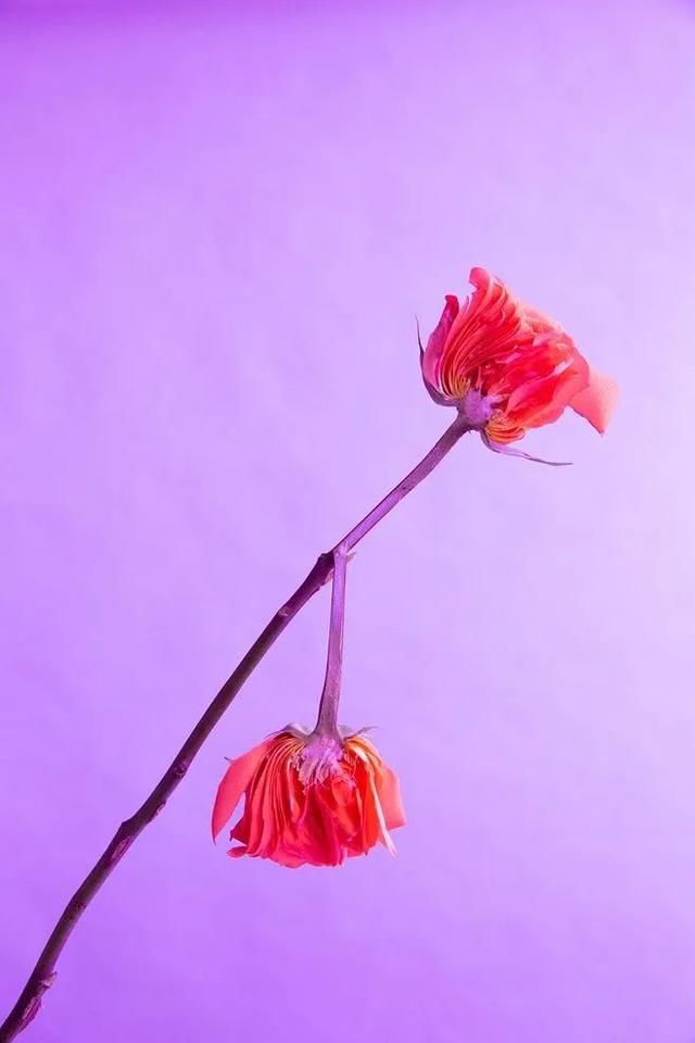  花店@请拖住下巴，全球9间超赞的花店