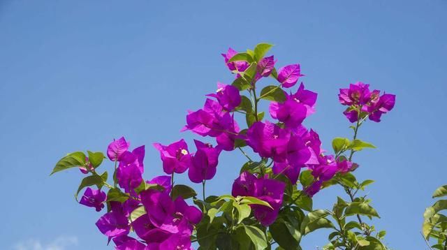  『三角梅』还养绿叶绿萝？这2种花，插在水里，生根开花，都能满足！