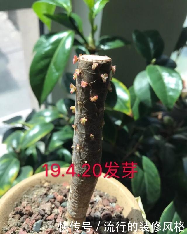  #补充养分#这花千万别养老桩，越老越不开花，想赏花砍1刀，立马满头花苞