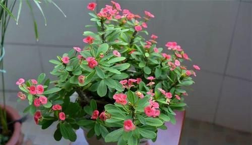  「兰属的植物」8种花其实都是多肉，旱着养才能长爆盆！