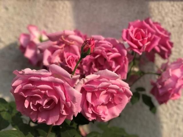 「月季」海上花语51|月季:花亘四时,不败岁月