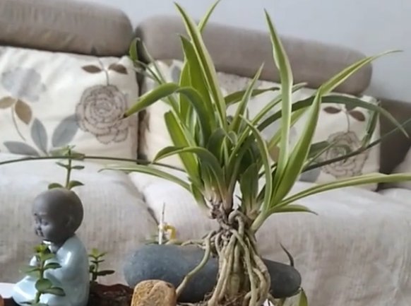 \＂l6\＂: \＂水培富贵竹怎么养\＂给花狠心剃光头,新芽呼呼冒,1年变老桩!