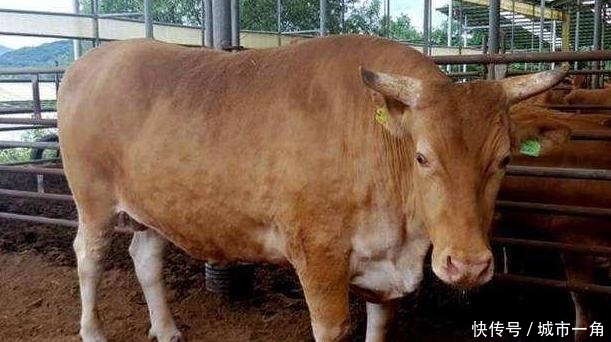  牛肉■韩国人吃不起牛肉的真正原因是什么？真相让我们反思！