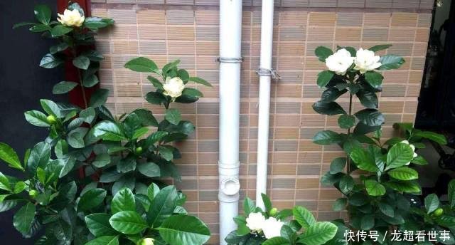  【浇水一定】这5种花“爱喝水”，一周喝一桶，缺水马上黄叶，别忽视！