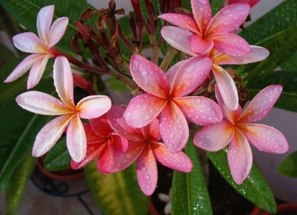 绿色:每日植物|鸡蛋花