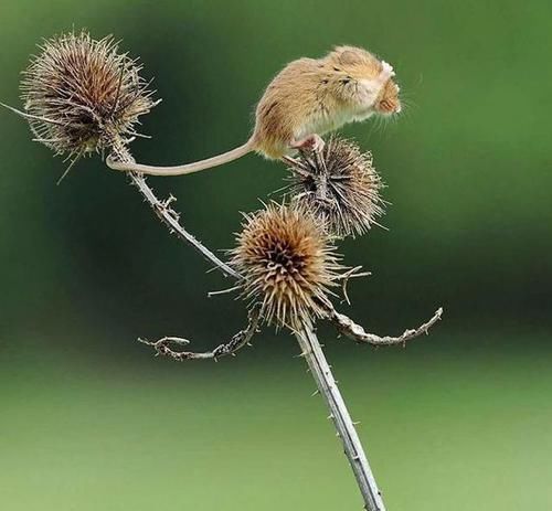 皮卡丘的既视感，摄影师拍摄小田鼠，治愈系满满