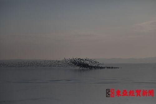 几十万只大雁集结南迁 敬信湿地形成候鸟风暴