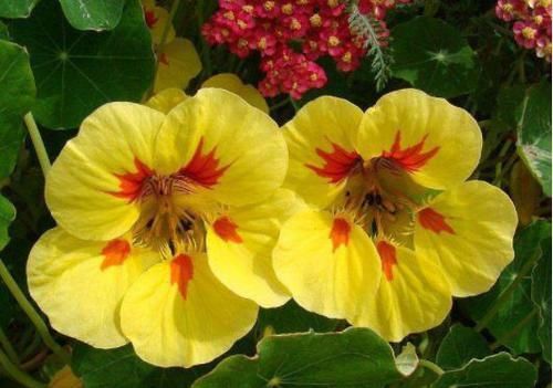  【暗淡】居家养此款花卉，开花似惊鸿起舞，花开高贵冷艳，花香幽香暗淡
