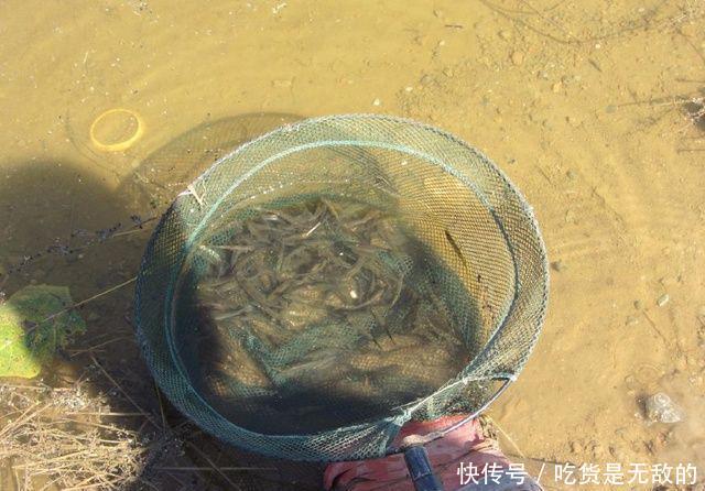  幼虫：农村河中捕到这种鱼，一定记着再放回水中