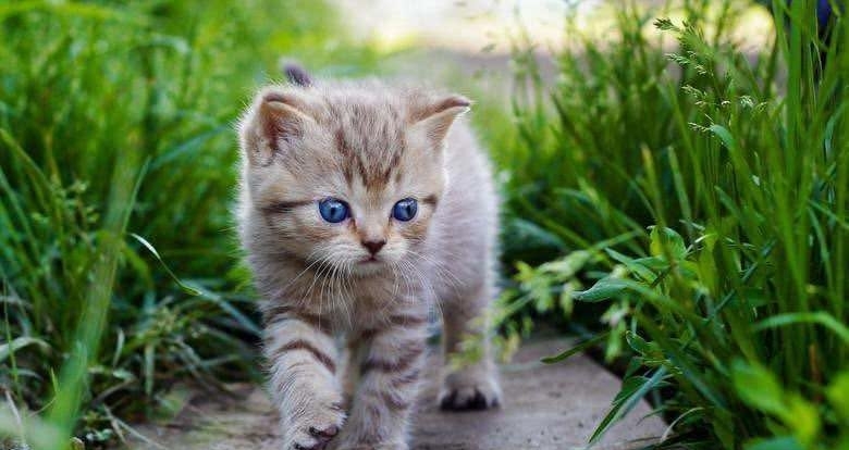 # 智者#猫咪的八大谣言，谣言止于智者，请理智对待猫咪，切勿模仿，辟谣