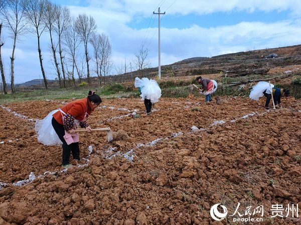  『大方』贵州大方：坝区引领谱写产业发展“新篇章”