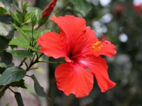  #新手#家里养这4种花，四季赏花停不下来，花朵多，新手轻松养爆盆