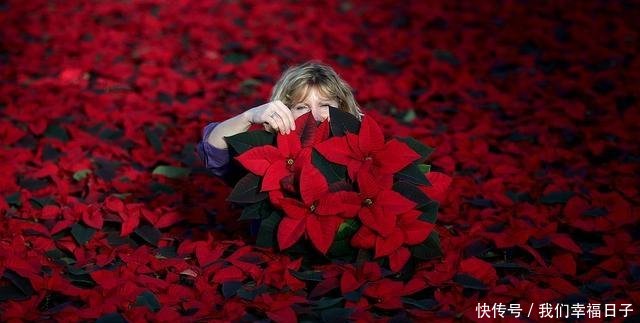 五一小长假你想去哪儿为你盘点全球醉美花海绚烂宛若人间仙境