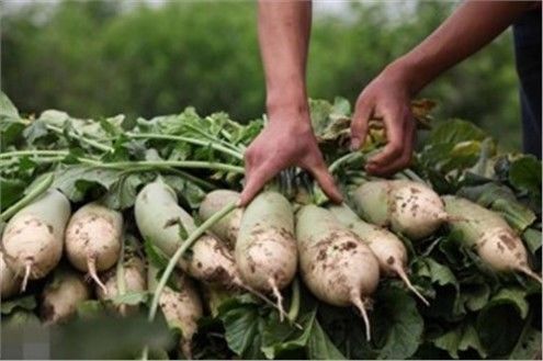 农村俗语：“娘娘葱，独头蒜，仰头女，低头汉”，农民口中四大毒