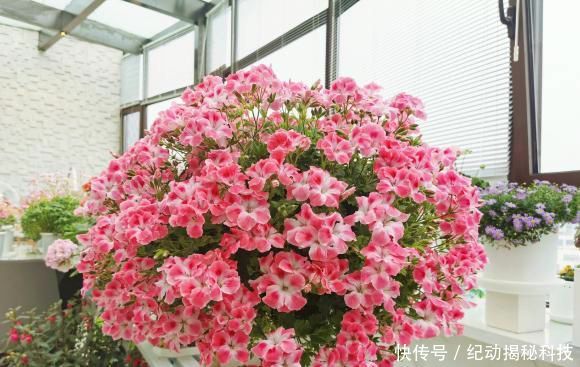  「养花」春季养花，养这4种最美花卉，阳台摆上几盆，夏天开成大花园