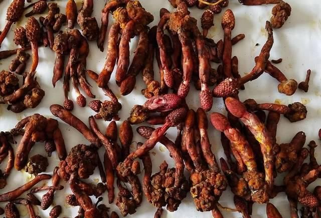  『红冬蛇菰』一斤200元，一年采摘不到10斤，至今无法种植，农民：全凭运气