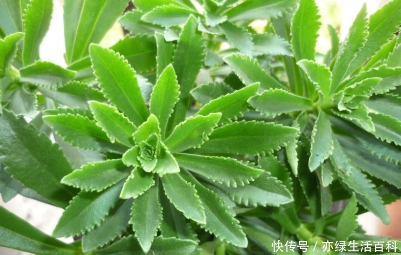 农村这种野菜，以前是农民的救命菜，它数量稀少价值高