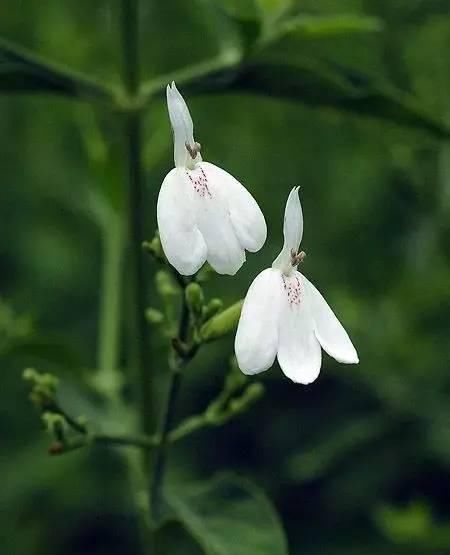  [白鹤草]老家房前挖的野草，开出一盆“白天鹅”，花瓣雪白，给钱都不卖