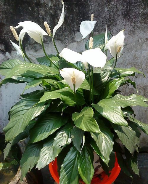  「观叶」室内养花，4种花必备，好看好养，观花观叶全了！