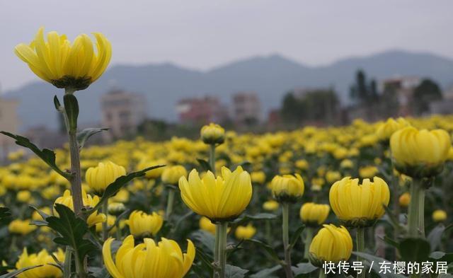 回家|花市买回家的花总是养死?其实是这几个“小动作”做错了,要注意
