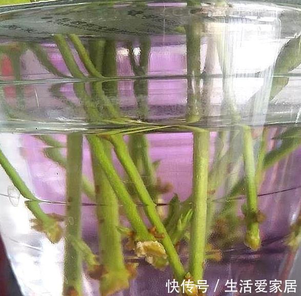 『扦插』扦插茉莉、多肉不用土,1块“胶囊板”全搞定,20天长成小盆